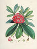 Les Rhododendrons du Sikkim Himalaya Pl03 - Walter Hood Fitch — widok dzieła