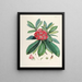 Les Rhododendrons du Sikkim Himalaya Pl03 - Walter Hood Fitch — oprawiony obraz na ścianie
