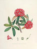 Les Rhododendrons du Sikkim Himalaya Pl04 - Walter Hood Fitch — widok dzieła