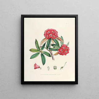Walter Hood Fitch - The Rhododendrons of SikkimHimalaya Pl04.webp