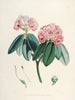 Les Rhododendrons du Sikkim Himalaya Pl05 - Walter Hood Fitch — widok dzieła