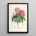 Les Rhododendrons de l'Himalaya de Sikkim Pl06 - Walter Hood Fitch — oprawiony obraz na ścianie