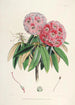 Les Rhododendrons de l'Himalaya de Sikkim Pl06 - Walter Hood Fitch — widok dzieła