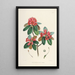 Les Rhododendrons de l'Himalaya de Sikkim Pl07 - Walter Hood Fitch — oprawiony obraz na ścianie