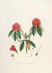 Les Rhododendrons de l'Himalaya de Sikkim Pl08 - Walter Hood Fitch — widok dzieła