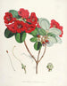 Les Rhododendrons du Sikkim Himalaya Pl12 - Walter Hood Fitch — widok dzieła