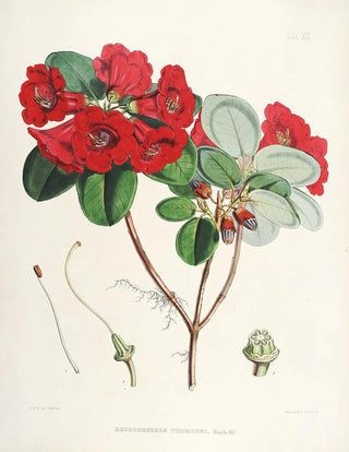 Walter Hood Fitch - The Rhododendrons of SikkimHimalaya Pl12.webp