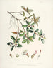 Les Rhododendrons du Sikkim Himalaya Pl13 - Walter Hood Fitch — widok dzieła