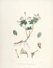 Les Rhododendrons du Sikkim-Himalaya Pl14 - Walter Hood Fitch — widok dzieła