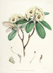 Les Rhododendrons de l'Himalaya de Sikkim Pl16 - Walter Hood Fitch — widok dzieła