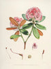 Les Rhododendrons du Sikkim-Himalaya Pl22 - Walter Hood Fitch — widok dzieła