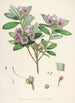 Les Rhododendrons de l'Himalaya de Sikkim Pl24 - Walter Hood Fitch — widok dzieła