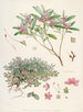 Les Rhododendrons du Sikkim-Himalaya Pl26 - Walter Hood Fitch — widok dzieła