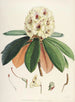 Les Rhododendrons du Sikkim-Himalaya Pl27 - Walter Hood Fitch — widok dzieła