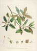 Les Rhododendrons de l'Himalaya de Sikkim Pl28 - Walter Hood Fitch — widok dzieła