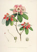 Les Rhododendrons de l'Himalaya de Sikkim Pl29 - Walter Hood Fitch — widok dzieła