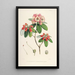 Les Rhododendrons de l'Himalaya de Sikkim Pl29 - Walter Hood Fitch — oprawiony obraz na ścianie
