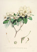 Les Rhododendrons de l'Himalaya de Sikkim Pl30 - Walter Hood Fitch — widok dzieła