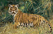 Tigr w gotowości - Wilhelm Kuhnert — widok dzieła