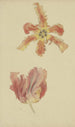 Tulipes perroquet - Wilhelm Steinhausen — widok dzieła
