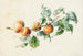 Abricots sur une branche signé - Willem Hekking — widok dzieła