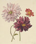 Dahlias - Willem Hekking — widok dzieła