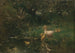 Kaczki - Willem Maris — widok dzieła