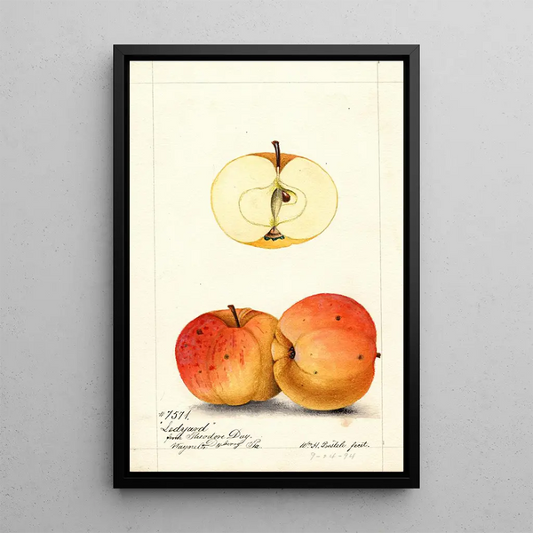 William Henry Prestele - Malus domestica Ledyard.webp