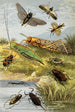 Rhynchotes Orthoptères - William Houghton — widok dzieła