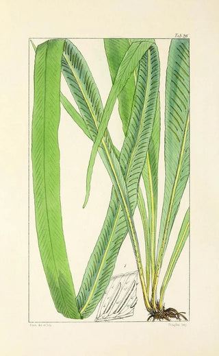 William Jackson Hooker - A century of ferns Pl26.webp