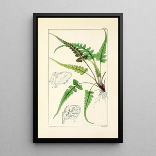William Jackson Hooker - A century of ferns Pl27.webp