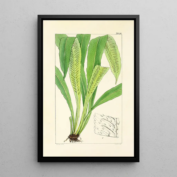 William Jackson Hooker - A century of ferns Pl28.webp