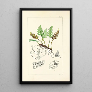 William Jackson Hooker - A century of ferns Pl34.webp