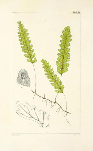 William Jackson Hooker - A century of ferns Pl54.webp