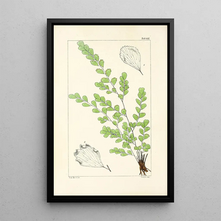 William Jackson Hooker - A century of ferns Pl63.webp