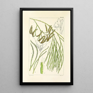 William Jackson Hooker - A century of ferns Pl66.webp