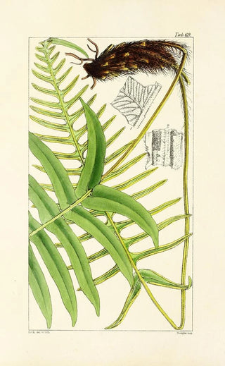 William Jackson Hooker - A century of ferns Pl67.webp
