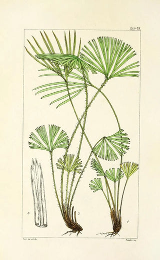 William Jackson Hooker - A century of ferns Pl71.webp