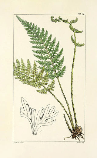 William Jackson Hooker - A century of ferns Pl73.webp