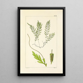 William Jackson Hooker - A century of ferns Pl75.webp