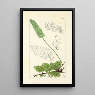 William Jackson Hooker - A century of ferns Pl77.webp