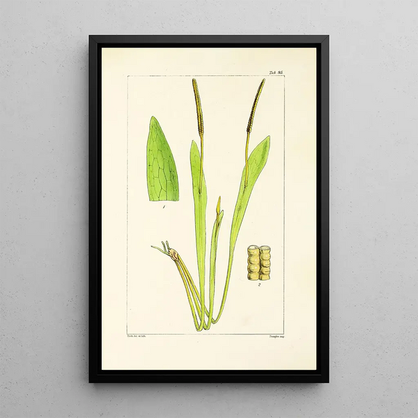 William Jackson Hooker - A century of ferns Pl91.webp