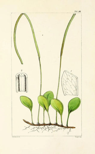 William Jackson Hooker - A century of ferns Pl92.webp