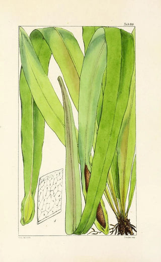 William Jackson Hooker - A century of ferns Pl95.webp