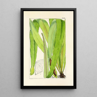 William Jackson Hooker - A century of ferns Pl95.webp