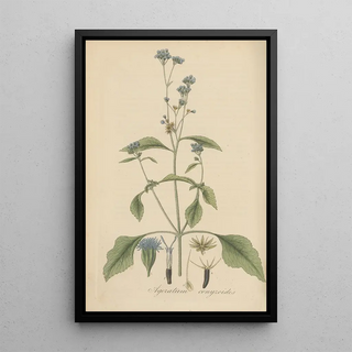 William Jackson Hooker - Ageratum conyzoides.webp