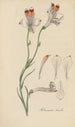 Alstroemeria tricolor - William Jackson Hooker — widok dzieła