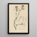 Alstroemeria tricolor - William Jackson Hooker — oprawiony obraz na ścianie