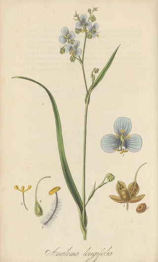 William Jackson Hooker - Aneilema longifolia.webp
