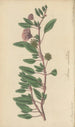 Arbronia umbellata - William Jackson Hooker — widok dzieła